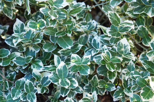 Euonymus fortunei emerald gaiety green and white plant leaves