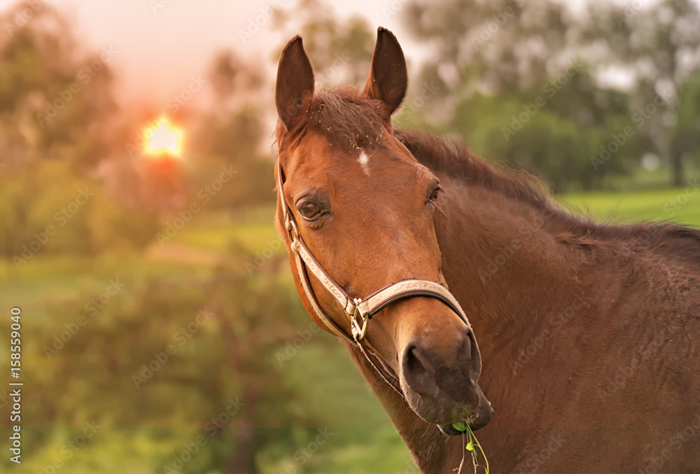 Obraz premium Portrait of a horse with a beautiful background 