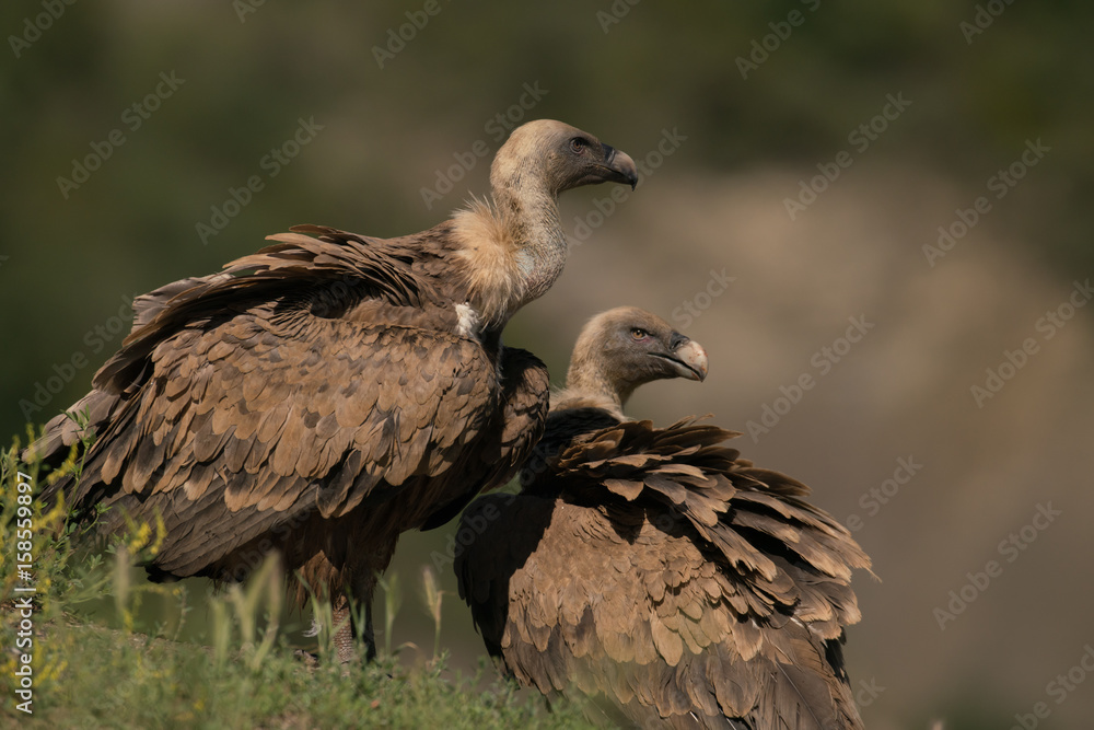 vautour fauve vautour fauve