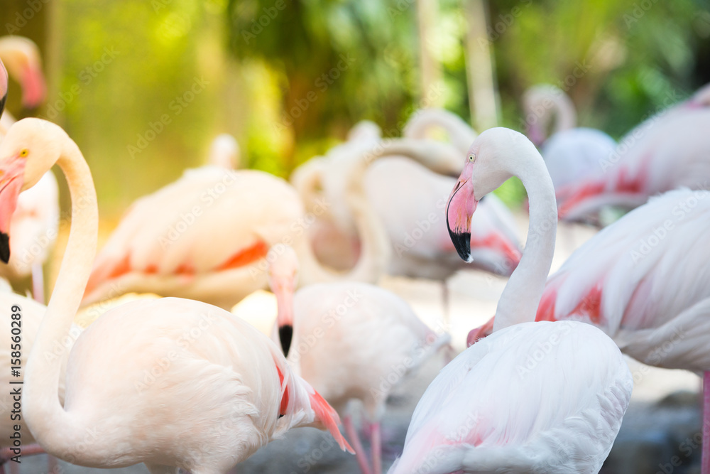 Naklejka premium Flamingo Natural Backgrounds