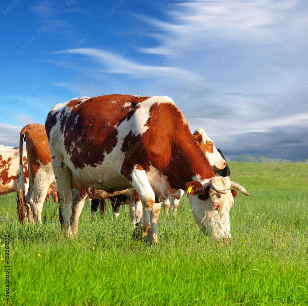 Cows grazing on pasture