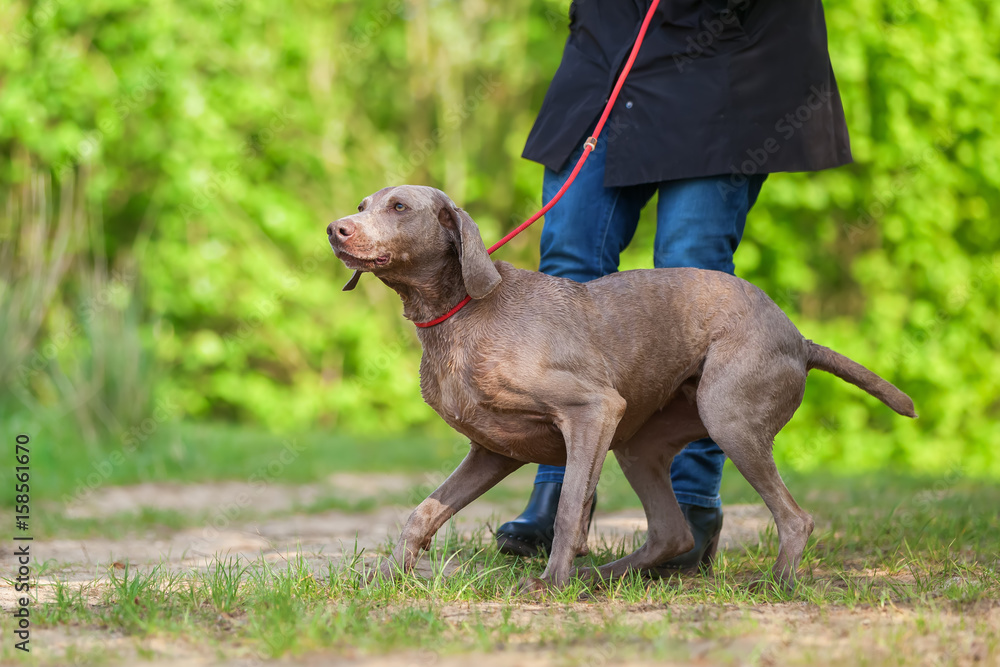 woman with a Weimaraner dog at the leash