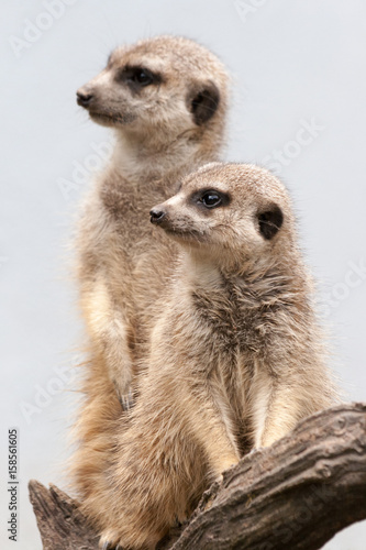 Two suricate standing on a wooden branch
