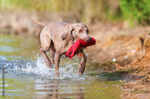 Weimaraner dog with a treat bag