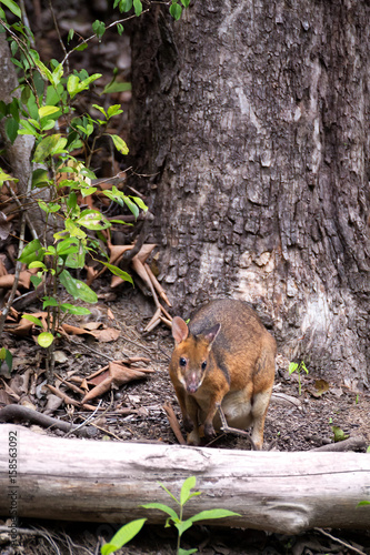 Timid Red-legged pademelon in rainforest