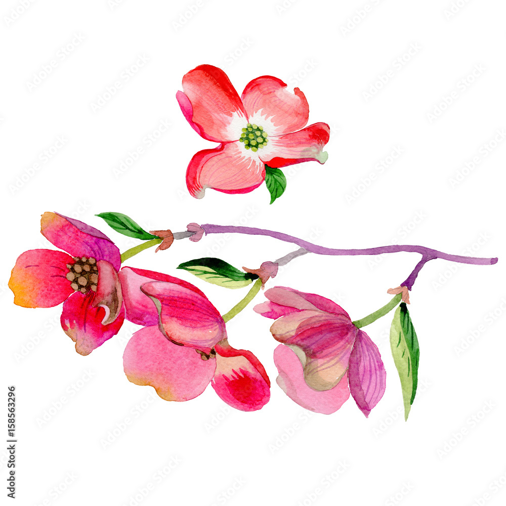 Naklejka premium Wildflower Cornus Florida flower in a watercolor style isolated.