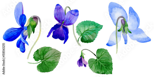 Wildflower Viola papilionacea flower in a watercolor style isolated. © yanushkov