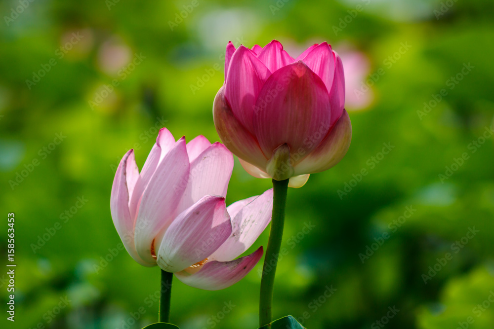 lotus flower 