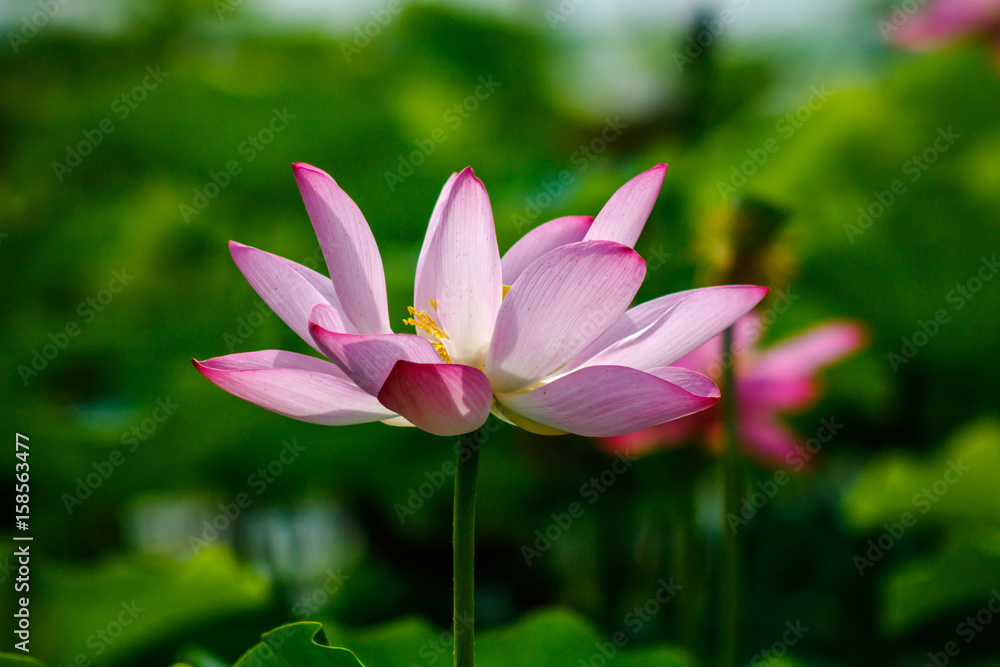 closeup of lotus flower
