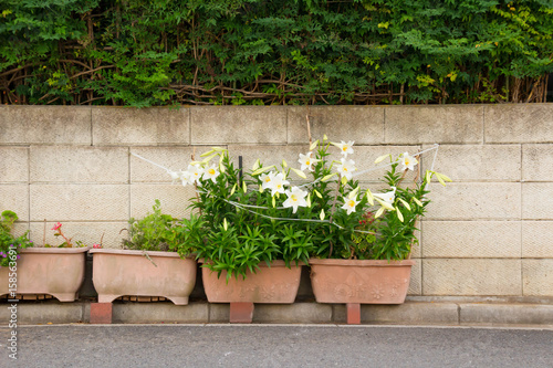 壁沿いの花壇