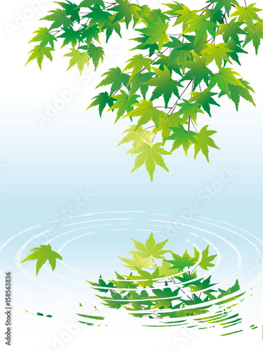 水辺の青もみじ