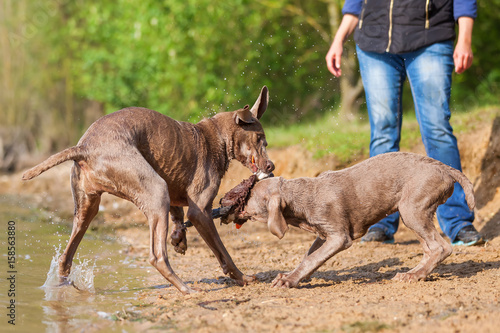 Weimaraner dogs fighting for a toy