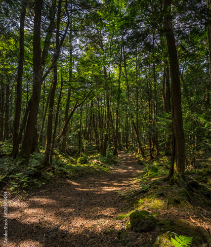 Path through Aokigahara Forest. Mysterious forest in the Japanese Mount Fuji region. Mossy floor and moody light. It is known as suicide forest. Many people disappear here and commit suicide.