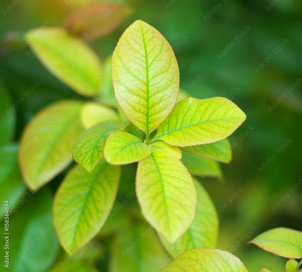 Spring leaf nature. Spring leaf nature.