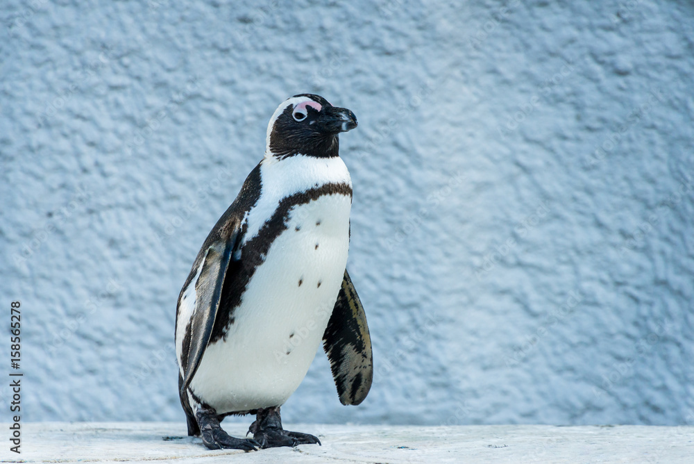 Humboldt Penguin - フンボルトペンギン１ - obrazy, fototapety, plakaty 