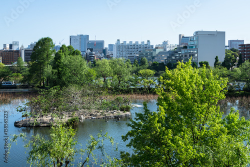 上野公園　不忍池　鵜の池 © onotorono