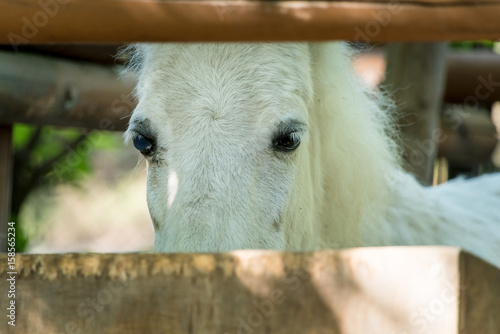 Wallpaper Mural 柵の中の馬 Torontodigital.ca