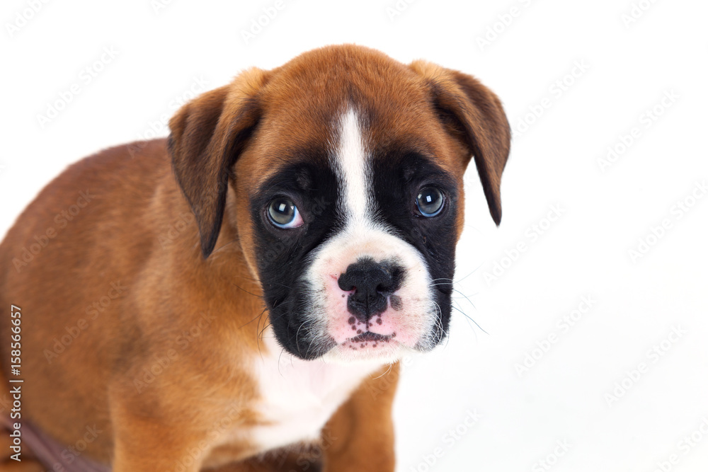 Adorable boxer puppy sitting