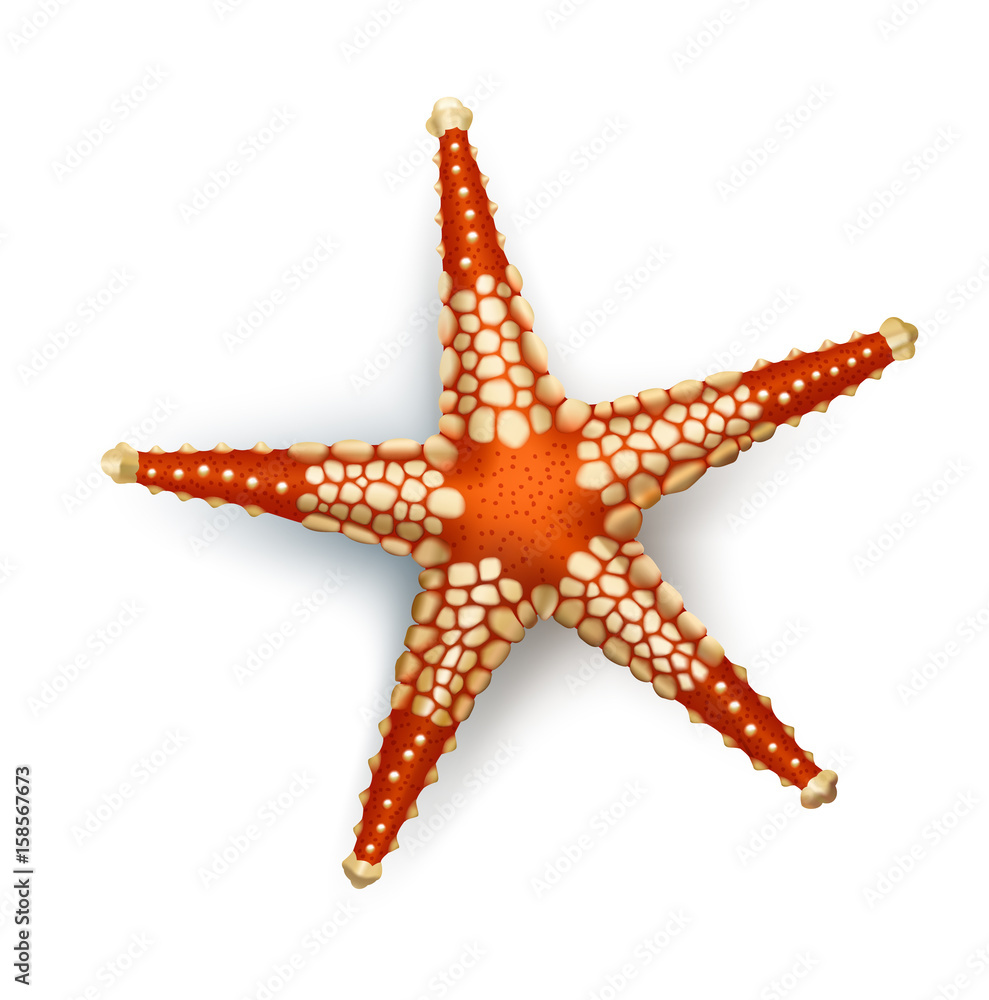 Vector illustration, badges, stickers, starfish in realistic style isolated on white. Print, template, design element Vector illustration, badges, stickers, starfish in realistic style isolated on white. Print, template, design element