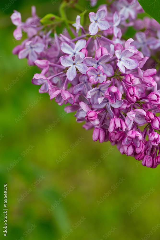 growing lilac growing lilac