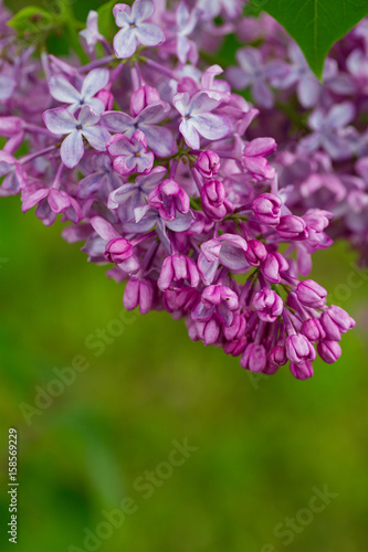 growing lilac