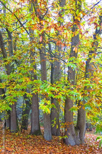 Autumn Impression from the Saxony forest, near Hamburg. Germany