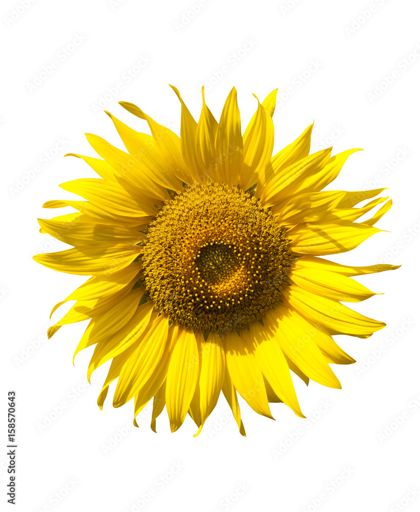 Fototapeta premium Sunflower isolate on white background 