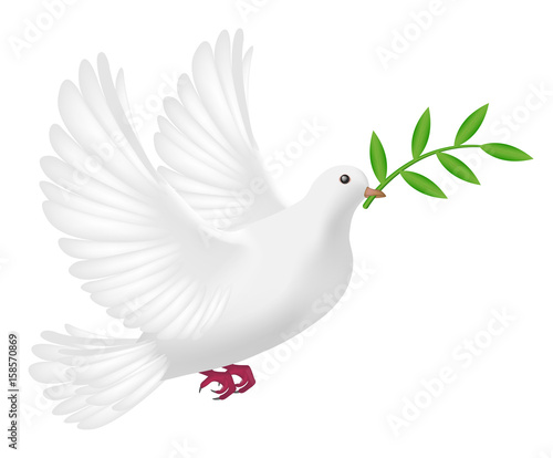 white pigeon flying with leaf concept peace