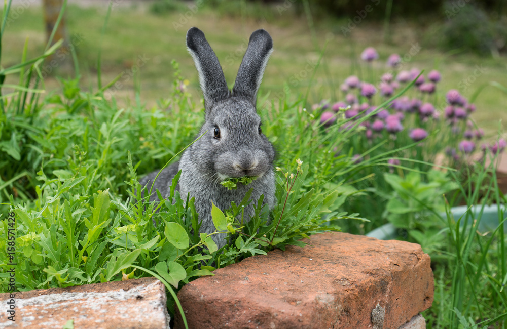 Naklejka premium little gray rabbit / A gray rabbit sits in the herb bed and eats 