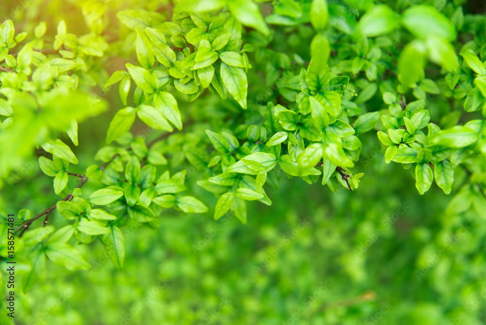 fresh and green leaves on background. fresh and green leaves on background.