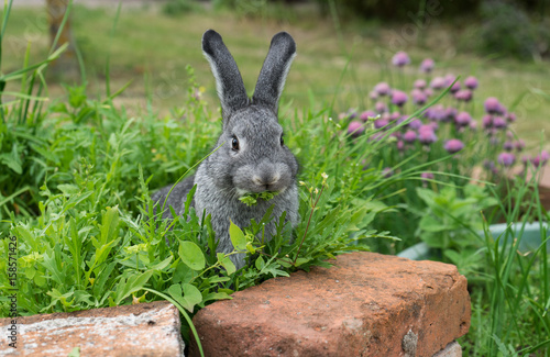 little gray rabbit / A gray rabbit sits in the herb bed and eats  