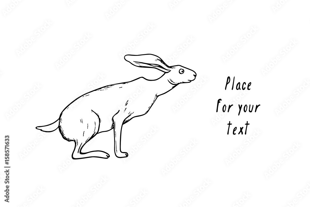 Hand drawn hare Hand drawn hare