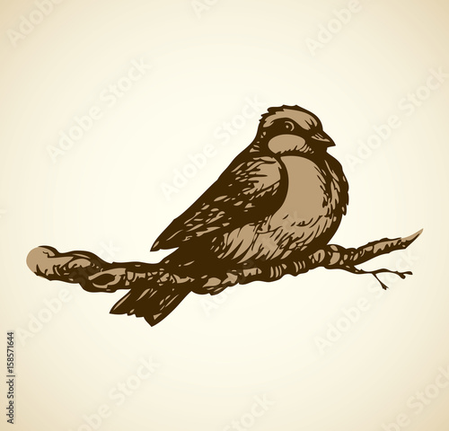 Vector drawing. Tits, sparrows and bullfinches on branches