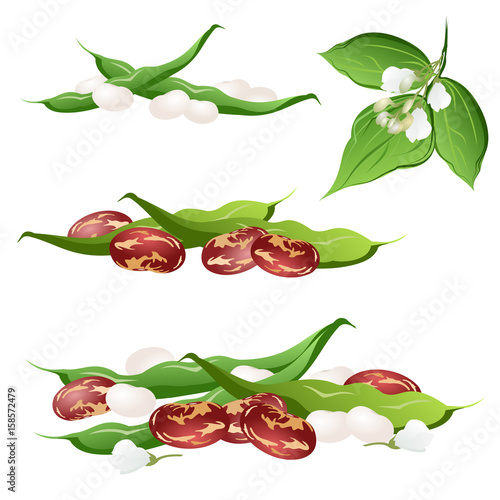 Bean  (Phaseolus vulgaris, common bean). Set of hand drawn vector illustrations of bean pods and flowers on white background.