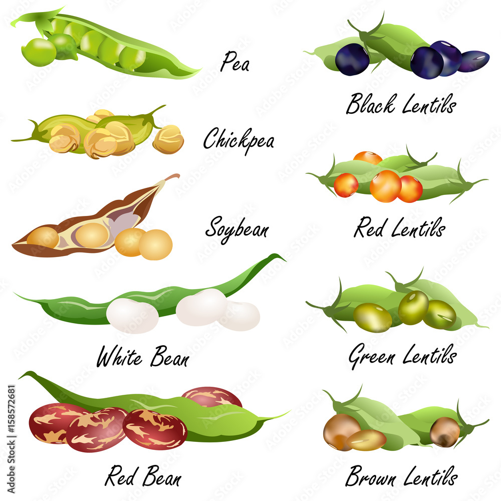 Beans bean. pea, chickpea, soybean, lentil ). Set of hand drawn