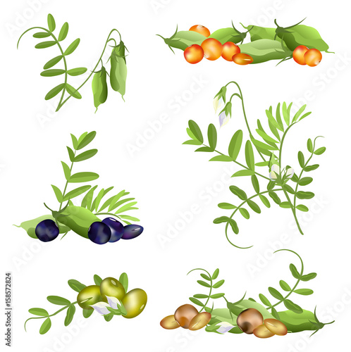 Lentil  (Lens culinaris). Set of hand drawn vector illustrations of lentil plant with pods, flowers and various seeds on white background.