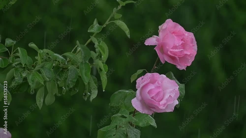 Pink in the rain in spring, slow motion Pink in the rain in spring, slow motion