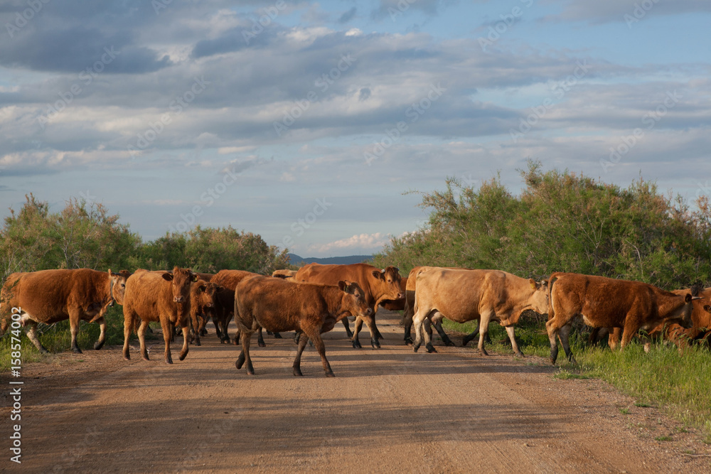 Cows crossing a road.Going for grazing.