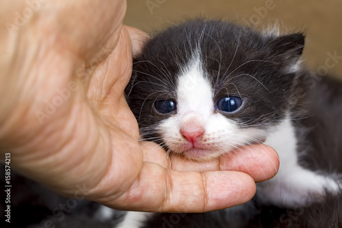 Yavru Kedi