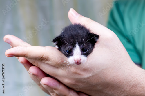 Yavru Kedi