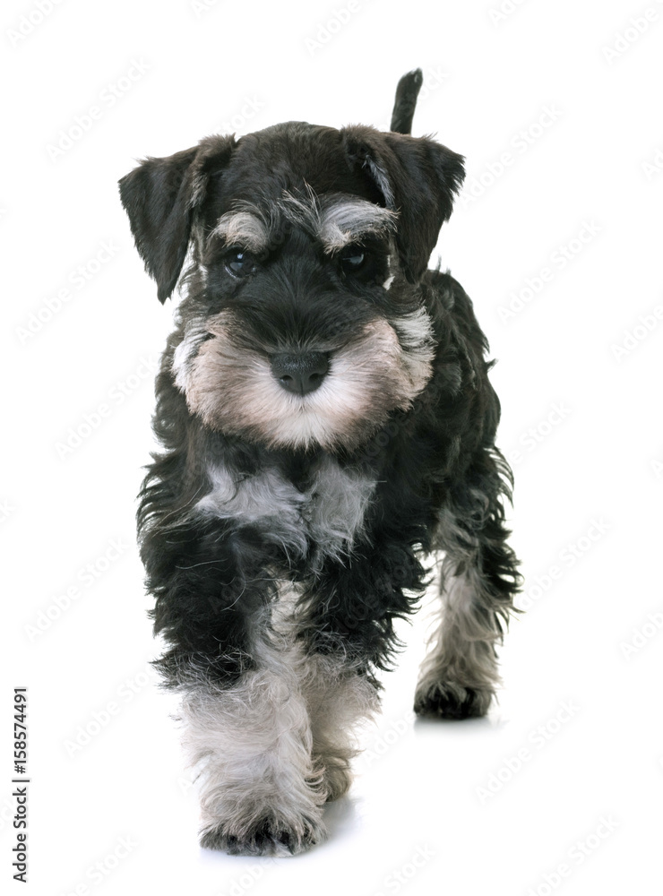 puppy miniature schnauzer