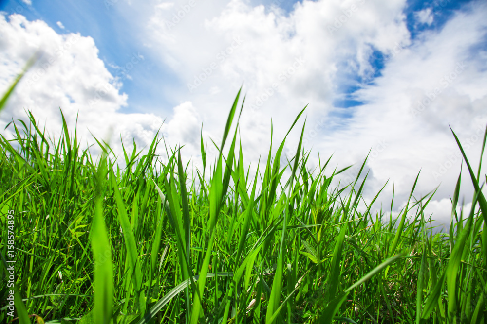 green summer grass and sky green summer grass and sky