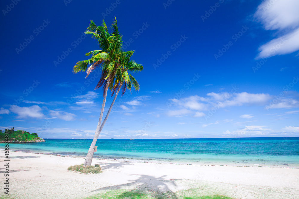 Obraz premium tropical beach with coconut palm