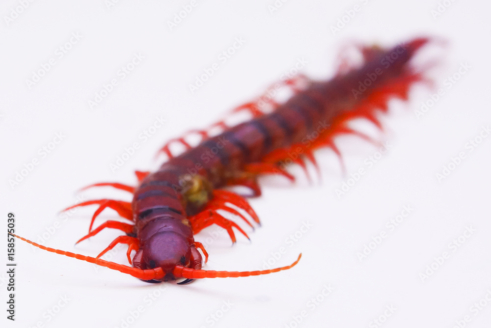 Fototapeta premium Isolated Centipede Over White Background