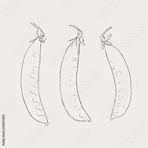 Hand drawn sketch peas sketch set. Vector organic food illustration