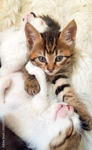 Yavru Kedi