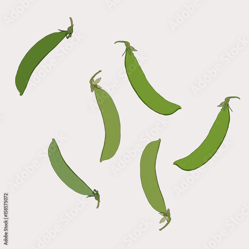 snow pea in vintage style. Colored vector illustration