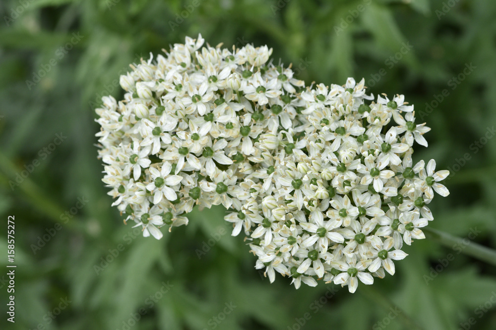Allium nigrum / ail noir Allium nigrum / ail noir