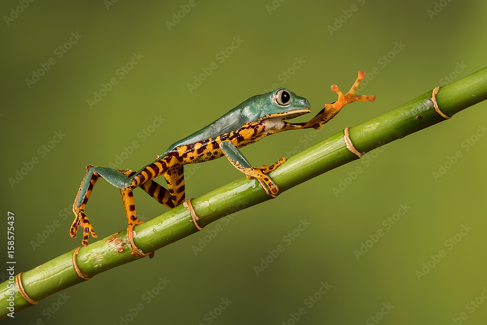 Naklejka premium A close up portrait of a Super Tiger Leg waxy Monkey Tree Frog Phyllomedusa Tomopterna walking along a bamboo shoot