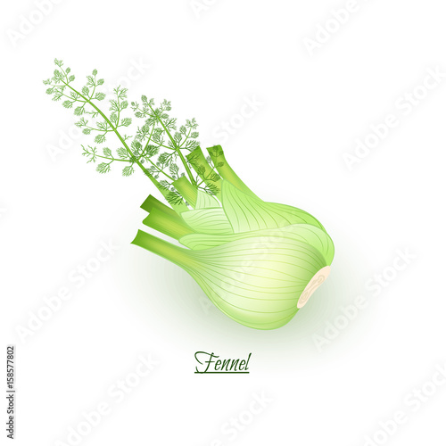 Sprigs of fresh delicious  fennel in realistic style